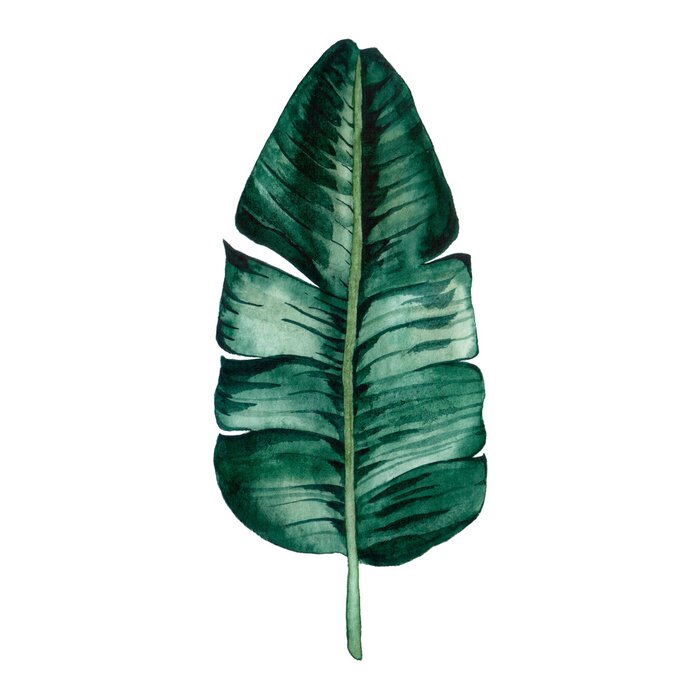 Sticker Hand drawn watercolor tropical plants set. Exotic palm leaves, jungle tree, brazil tropic botany elements.