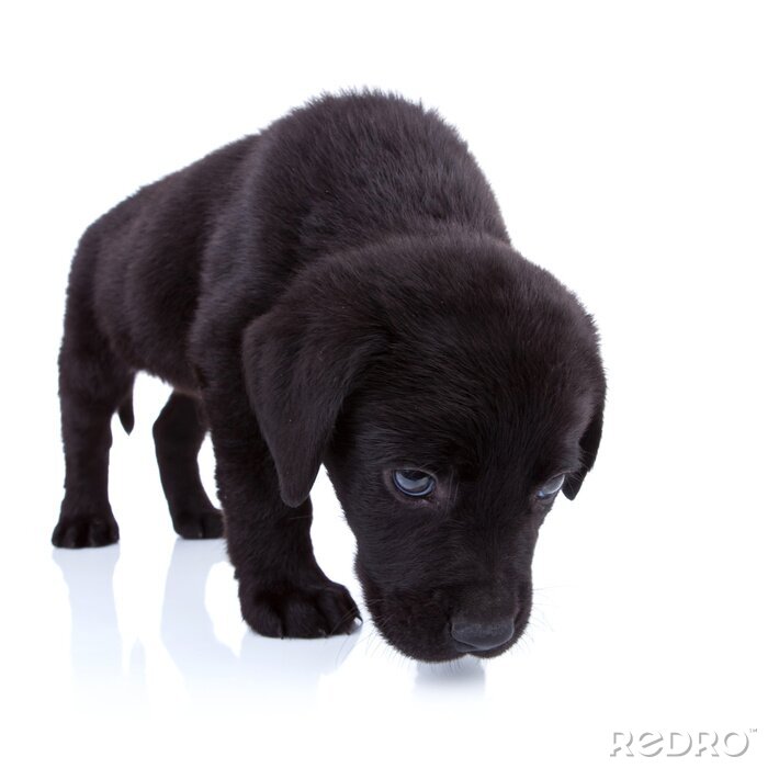 Sticker Haustier Labrador
