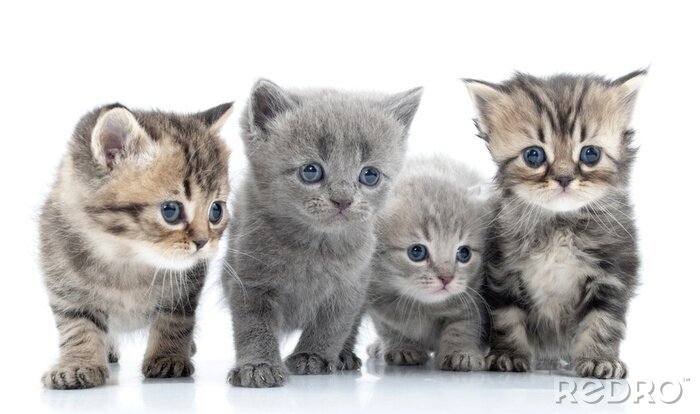 Sticker Haustiere flauschige graue Katzen