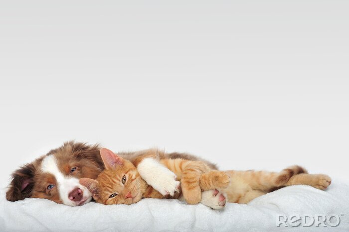 Sticker Haustiere Freunde Hund und Katze