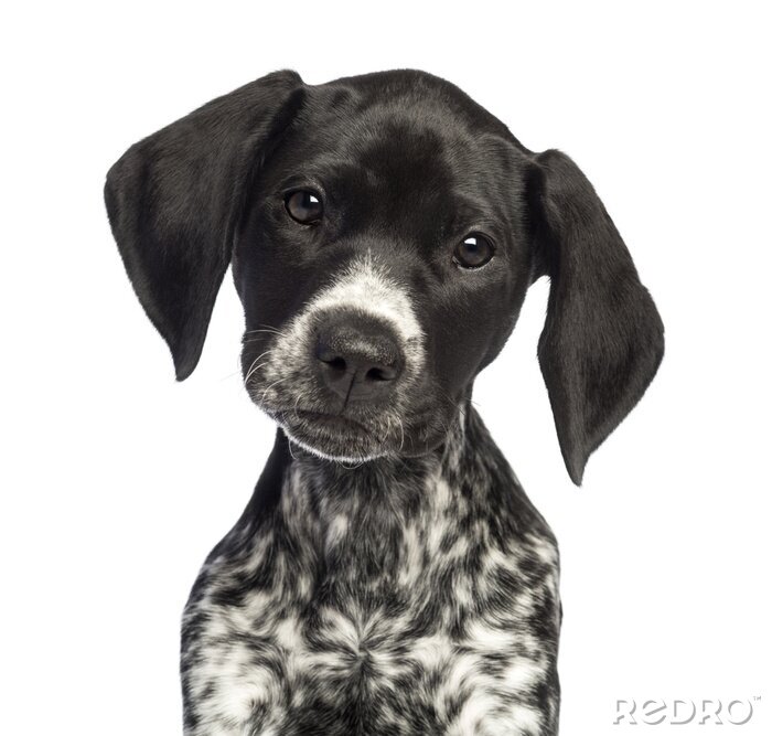 Sticker Haustiere Hund mit schwarzen abstehenden Ohren