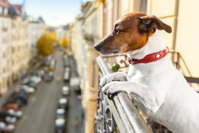 Sticker Haustiere Hund schaut über das Geländer auf dem Balkon