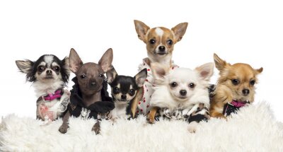 Sticker Haustiere Hunde sitzen auf einer flauschigen Decke