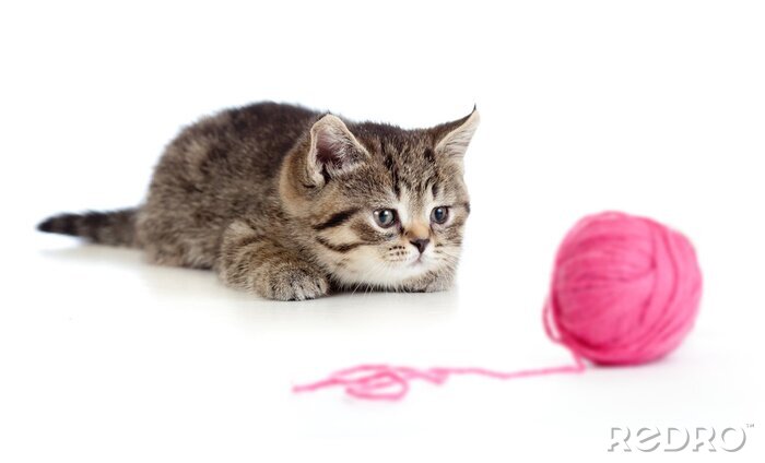 Sticker Haustiere Katze auf der Jagd nach einem rosa Knäuel