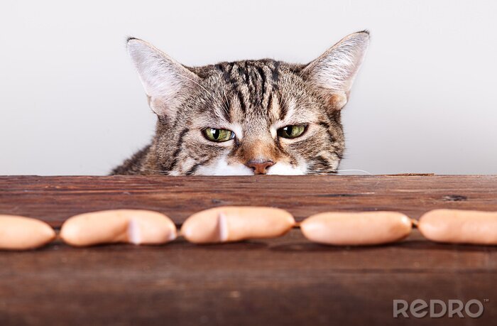 Sticker Haustiere Katze auf der Jagd nach Würstchen