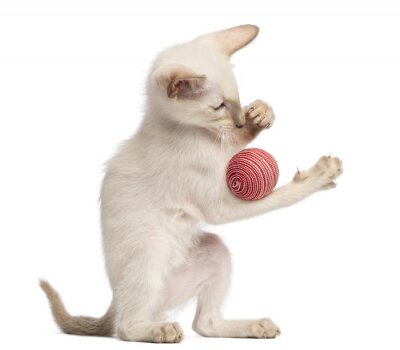 Sticker Haustiere Katze, die mit einem roten Ball spielt