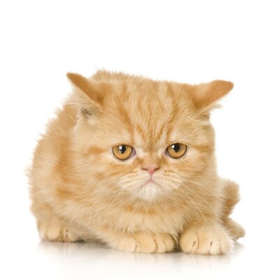 Sticker Haustiere Katze mit gelangweiltem Gesicht