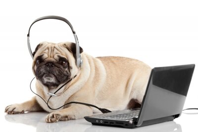 Sticker Haustiere Mopps mit Kopfhörern vor einem Laptop