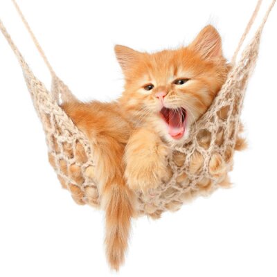 Sticker Haustiere rote Katze in einer Hängematte