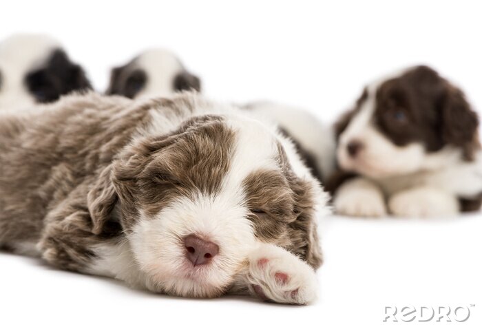 Sticker Haustiere schlafender Bearded Collie mit ausgestreckter Pfote