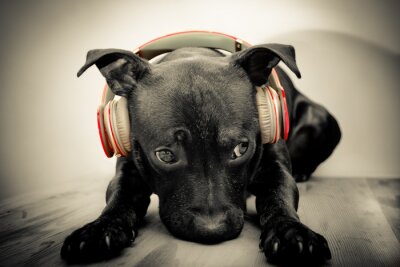 Haustiere schwarzer Hund in roten Kopfhörern