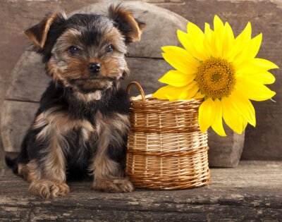 Sticker Haustiere Terrier und Weidenkorb mit Blume