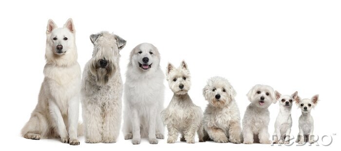 Sticker Haustiere weiße Hunde, geordnet vom größten zum kleinsten