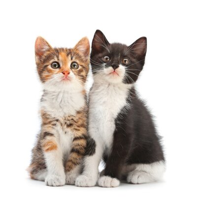 Sticker Haustiere zwei verschiedenfarbige Katzen