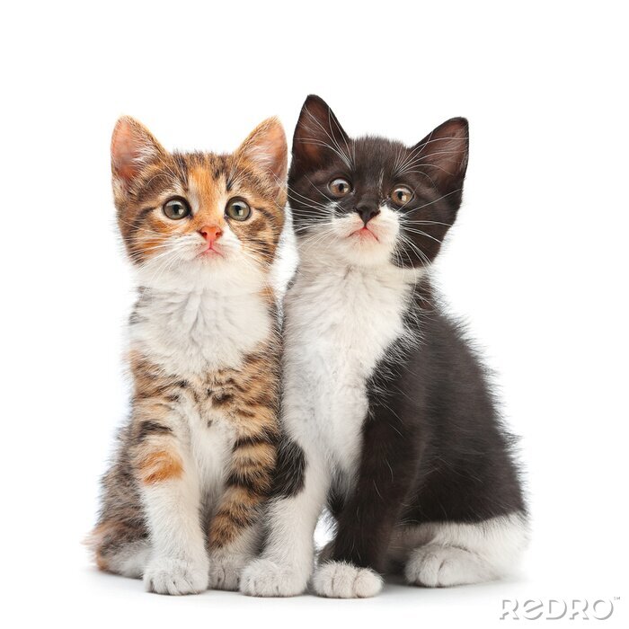 Sticker Haustiere zwei verschiedenfarbige Katzen