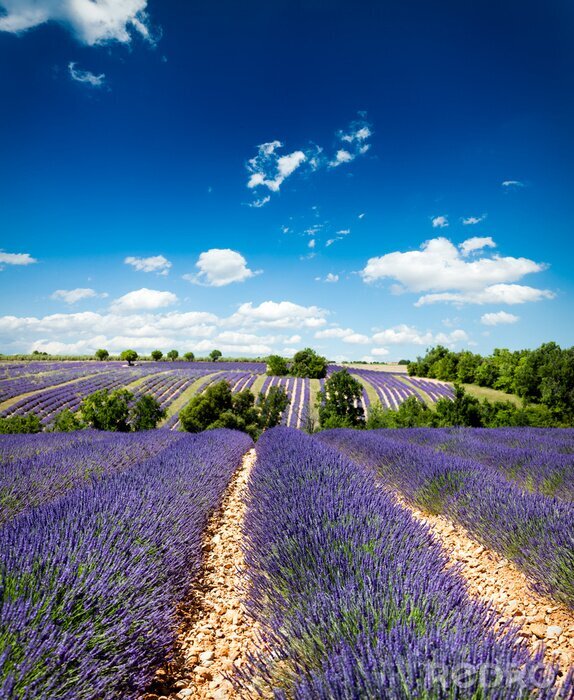 Sticker Hektar französischer Lavendel