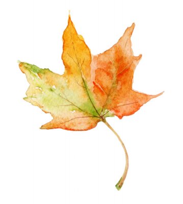 Herbst-Ahornblatt