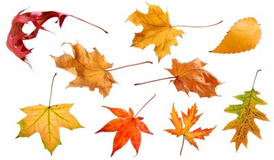 Sticker Herbst und Blätter auf einem weißen Hintergrund isoliert Sammlung