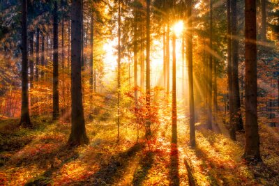 Herbstlandschaft Sonnenaufgang im Wald natürliche Szenerie