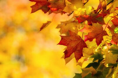 Sticker Herbstliche Blätter