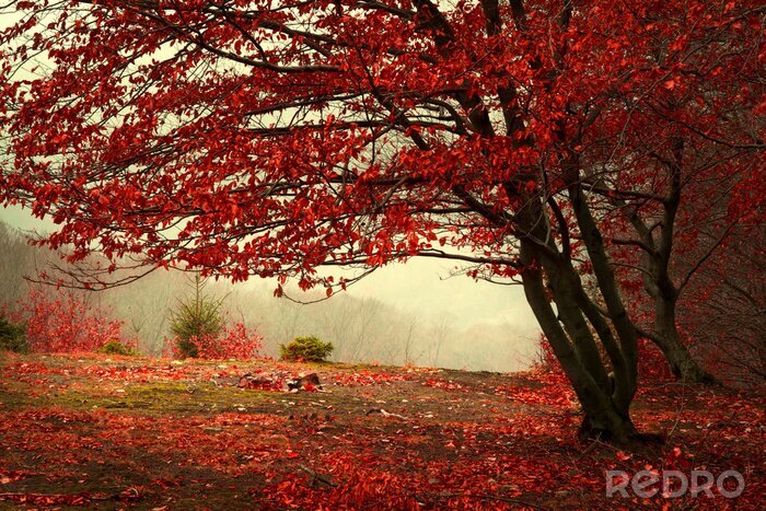 Sticker Herbstlicher Baum im schönen Park