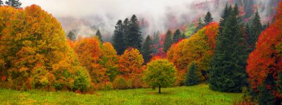 Herbstlicher Bergwald