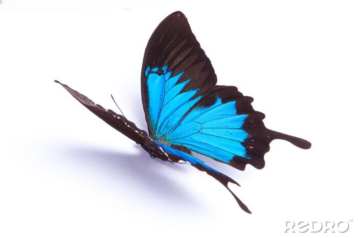 Sticker herrschaftlicher Schmetterling vor hellem Hintergrund
