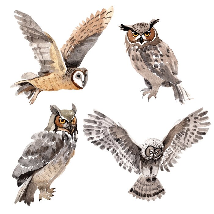 Sticker Himmel Vogel Eule in einer Wildnis von Aquarell-Stil isoliert. Wilde Freiheit, Vogel mit fliegenden Flügeln. Aquarell Vogel für Hintergrund, Textur, Muster, Rahmen, Grenze oder Tattoo.
