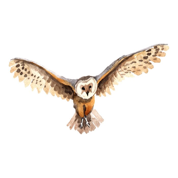 Sticker Himmel Vogel Eule in einer Wildnis von Vektor-Stil isoliert. Wilde Freiheit, Vogel mit fliegenden Flügeln. Aquarell Vogel für Hintergrund, Textur, Muster, Rahmen, Grenze oder Tattoo.