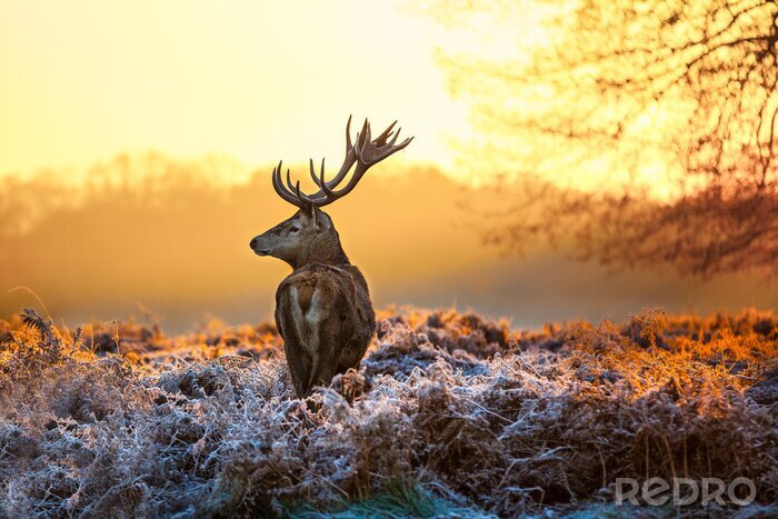 Sticker Hirsch bei Sonnenaufgang