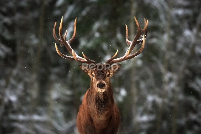 Sticker Hirsch im Schnee vor einer Waldkulisse