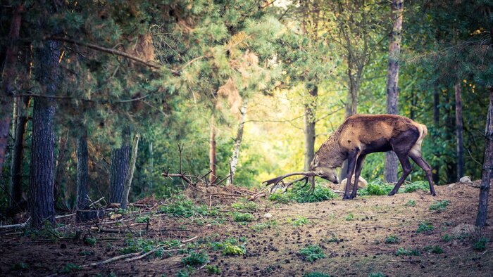 Sticker Hirsch mit großen Hörnern im Wald