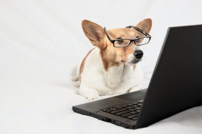 Sticker Hund Corgi mit Brille schaut auf offenen Laptop