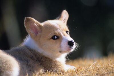 Sticker Hund Familienmitglied Corgi auf einer Lichtung