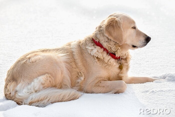 Sticker Hund Familienmitglied Golden mit rotem Halsband und goldenem Anhänger