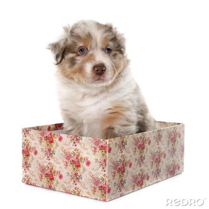 Sticker Hund Familienmitglied im Karton mit Rosen