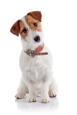 Sticker Hund Familienmitglied mit Lederhalsband