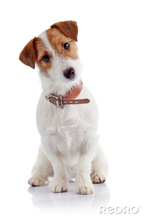 Sticker Hund Familienmitglied mit Lederhalsband