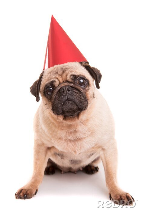 Sticker Hund Familienmitglied Mops mit Geburtstagskappe