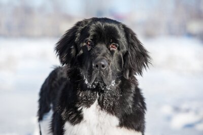 Sticker Hund Familienmitglied Silhouette Neufundländer auf Schnee