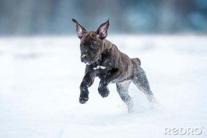 Sticker Hund Familienmitglied springt in den Schnee
