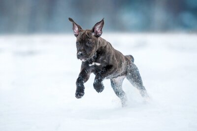 Sticker Hund Familienmitglied springt in den Schnee