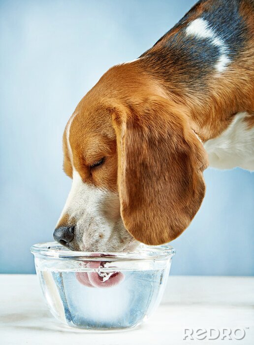Sticker Hund Familienmitglied trinkt Wasser aus einer Glasschüssel