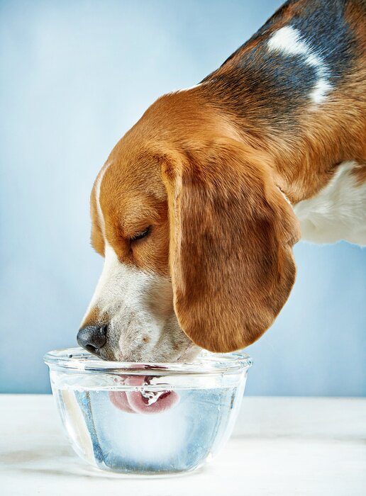 Sticker Hund Familienmitglied trinkt Wasser aus einer Glasschüssel