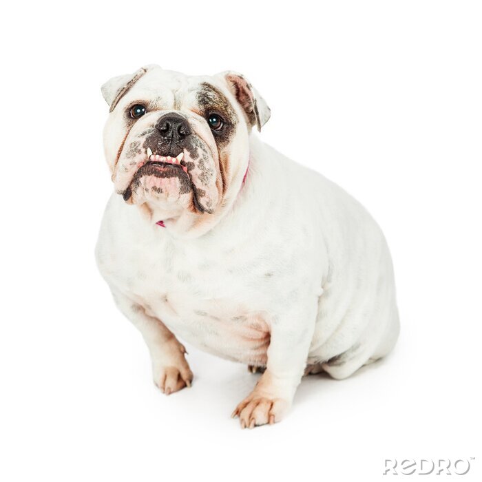 Sticker Hund Familienmitglied weiße Bulldogge mit zwei Eckzähnen