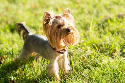 Sticker Hund Familienmitglied Yorkshire mit Pferdeschwanz
