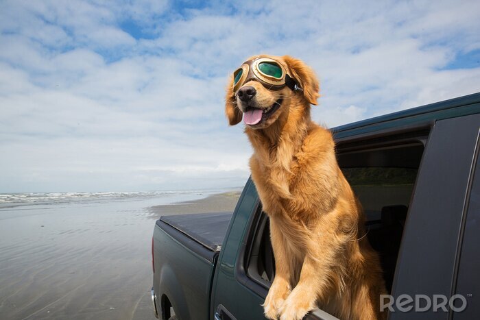 Sticker Hund im Auto mit Schutzbrille und herausgestreckter Zunge