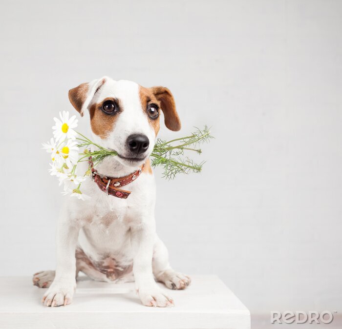Sticker Hund im Sitzen mit Blumen im Maul