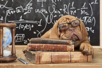 Hund mit Brille auf Büchern