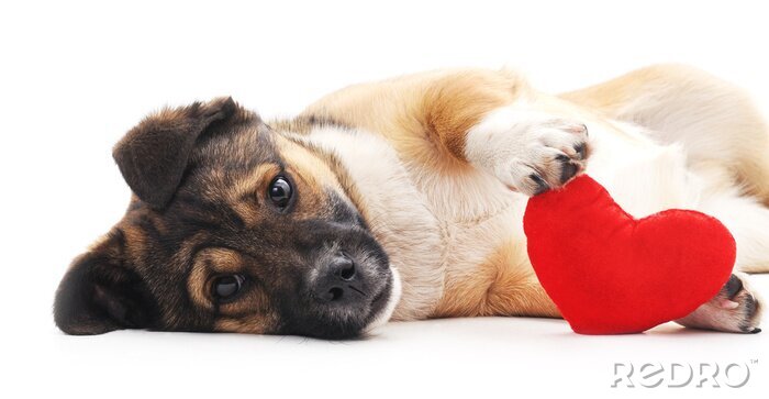 Sticker Hund mit Herz.